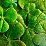 4 leaved clovers